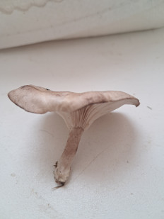 Гриб из Элиста