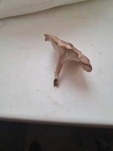 Гриб из Элиста