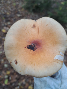 Гриб из Гомель