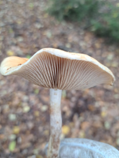 Гриб из Гомель