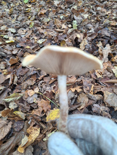 Гриб из Гомель