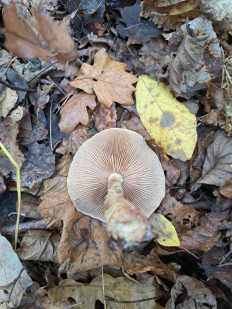 Гриб из Гомель