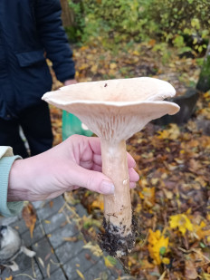 Гриб из Калининград