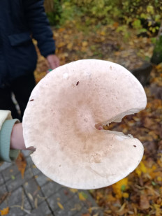 Гриб из Калининград