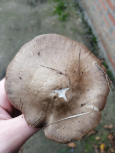 Гриб из Ставрополь