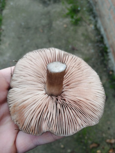 Гриб из Ставрополь