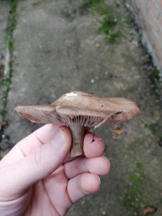 Гриб из Ставрополь