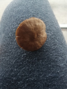 Гриб из Ставрополь