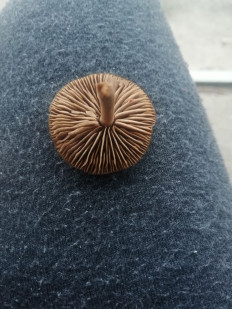 Гриб из Ставрополь