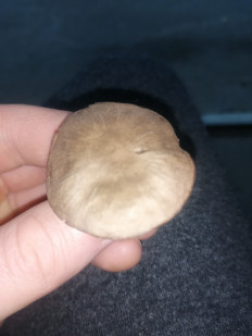 Гриб из Ставрополь