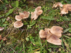 Гриб из Тула