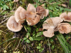 Гриб из Тула