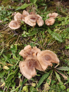 Гриб из Тула