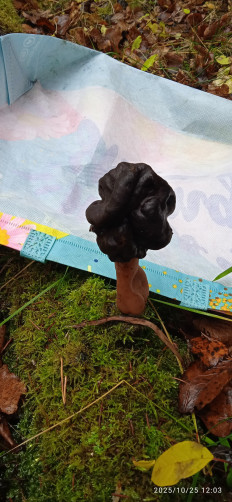 Гриб из Московская обл., ст. Донино