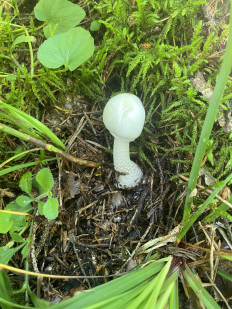 Гриб из Москва