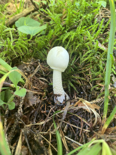 Гриб из Москва