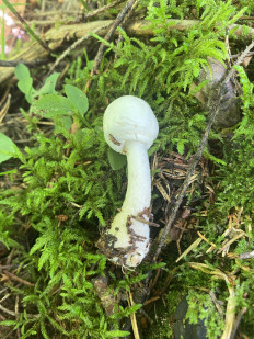 Гриб из Москва