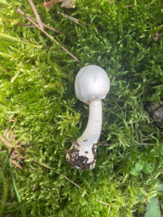 Гриб из Москва