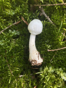 Гриб из Москва