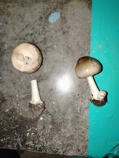 Гриб из Крым г. Щёлкино