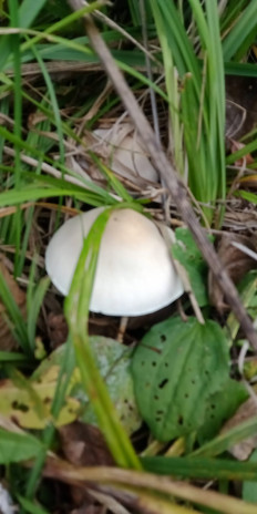 Гриб из Армавир