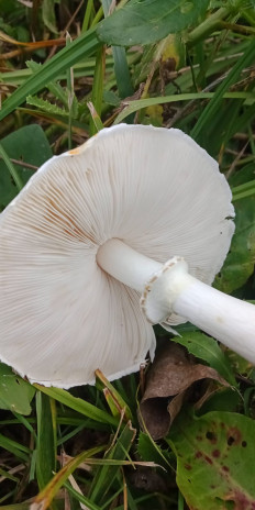 Гриб из Армавир