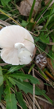 Гриб из Армавир