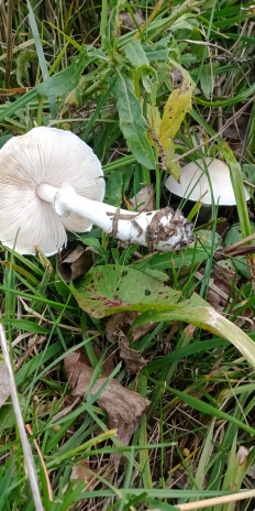 Гриб из Армавир