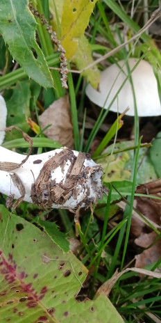 Гриб из Армавир