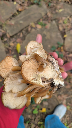 Гриб из Севастополь