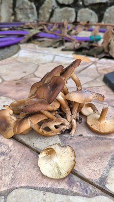 Гриб из Севастополь