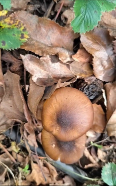 Гриб из Севастополь