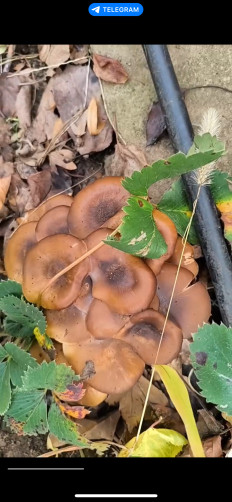 Гриб из Севастополь