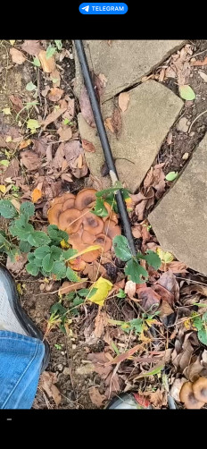 Гриб из Севастополь