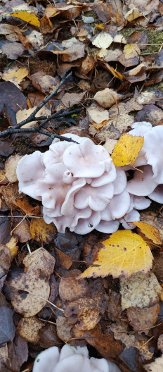 Гриб из Выкса