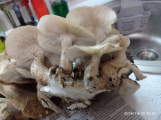 Гриб из Пгт Яблоновский