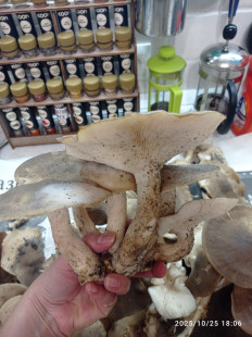 Гриб из Пгт Яблоновский