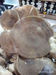 Гриб из Пгт Яблоновский