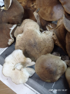 Гриб из Пгт Яблоновский