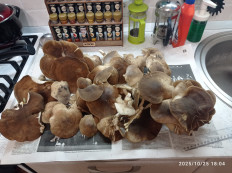 Гриб из Пгт Яблоновский