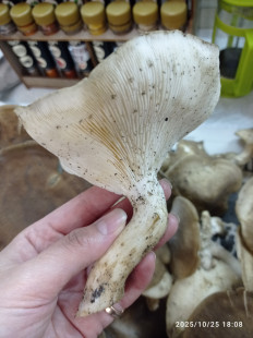 Гриб из Пгт Яблоновский