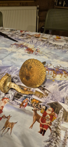 Гриб из Москва