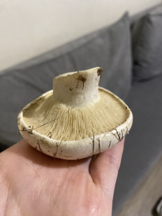 Гриб из Симферополь