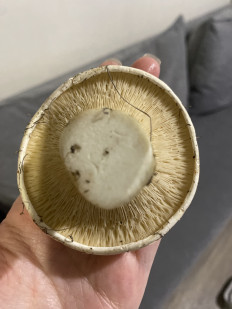 Гриб из Симферополь