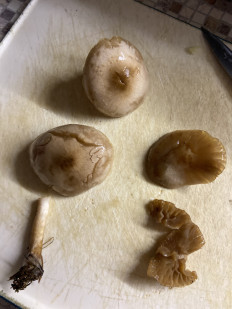 Гриб из Красногорск