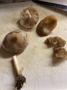 Гриб из Красногорск