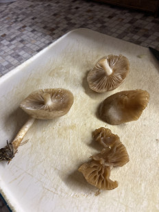 Гриб из Красногорск