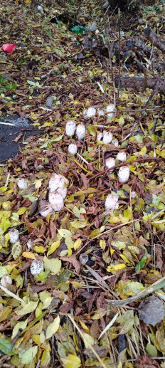 Навозник белый