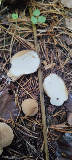 Гриб из Котельники