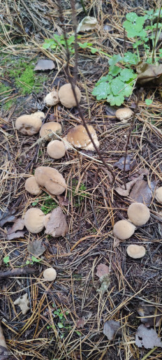 Гриб из Котельники